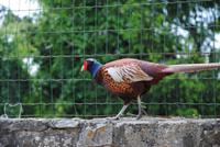 Fasan - einer von vielen auf der Isola Maggiore