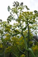 wilder Fenchel in voller Blüte auf Isola Maggiore