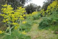 wilder Fenchel in voller Blüte auf Isola Maggiore