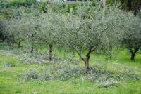 Olivenhaine an der Ölmühle bei Spello