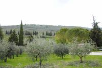 Olivenhaine soweit das Auge reicht