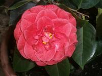 Kamelienblüte