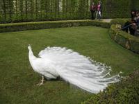 Weißer Pfau