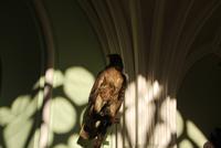 Greifvogel im Schloss Lednice