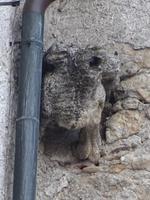 Frosch an der Kirche 
