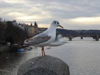 04 Chechuv Brücke - Wächter