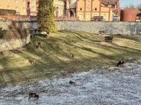 3. Tag – Neujahrsausflug nach Trebon und Telc – Mufflons an der Stadtmauer von Trebon