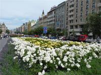 Blumenpracht auf dem Wenzelsplatz