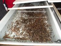 44 b Forellenaufzucht