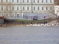 auch Schwäne haben am 1. Januar Hunger