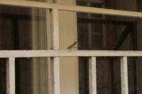 Eine Libelle machte es sich im Schatten gemütlich.