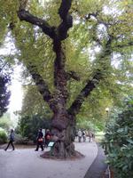 Eine alte Rosskastanie im königlichen Garten. Der Baum erhielt seine besondere Form dadurch, dass zwei Bäume zusammenwuchsen.