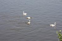 Vier Schwäne genossen das schöne Wetter in der Moldau badend