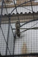 Auch einige Uhus haben ihr Zuhause im Wallenstein-Garten