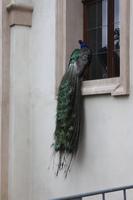 Mehrere Pfauen laufen im Wallenstein-Garten umher