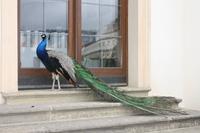 Ein stolzer Pfau im Wallenstein-Garten