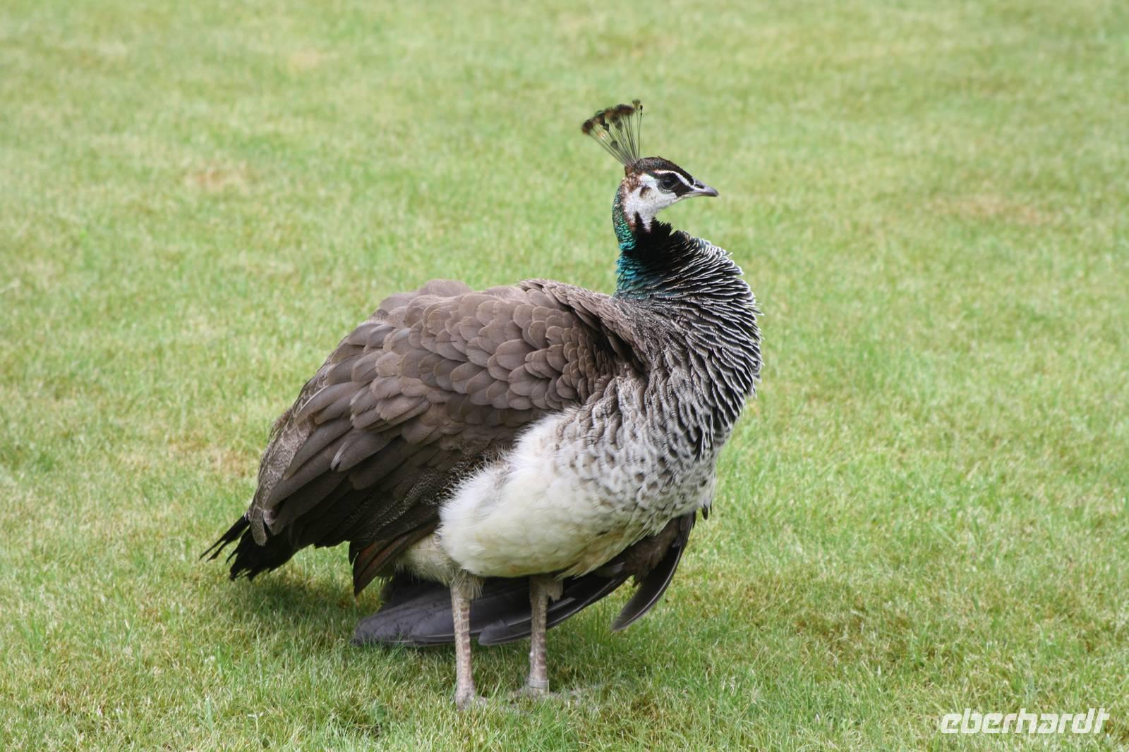 Pfau im Wallenstein-Garten