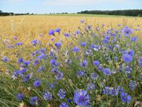 Kornfelder in Böhmen