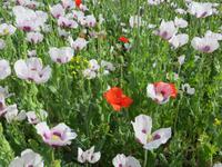 Mohnzauber in Böhmen