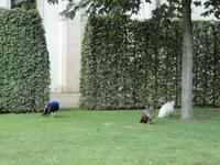 tierische Bewohner im Palais Waldstein