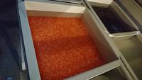 Brutstation der Forellen