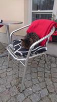 Katze in Eisgrub