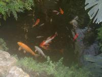 SAM_4960