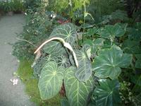 SAM_4972