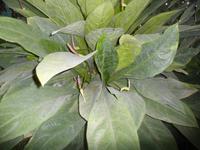 SAM_4973