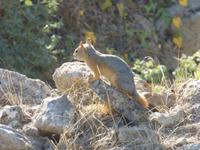 heutiger Bewohner von Troja :-)