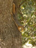 heutiger Bewohner von Troja :-)