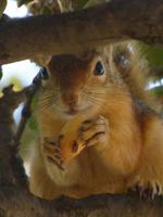 heutiger Trojaner :-)