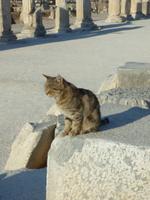 Tempelkatzen in Ephesus