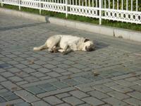 in Istanbul
