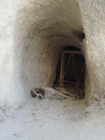 schlafender Hund in alter Höhlenwohnung, Göreme