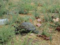 Schildkröte in der Festung Anamur