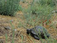 Schildkröte in der Festung Anamur