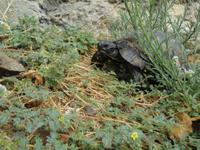 Schildkröte in der Festung Anamur