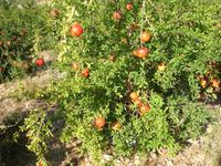 Granatapfel-Plantage