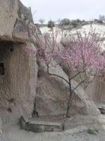 Alles blüht und grünt