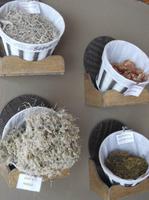 Das gehört zu einem Teppich