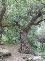 Ein uralter verwurzelter Baum auf dem Weg in's Paradis