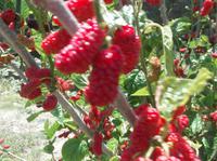 Probieren Sie mal Maulbeeren!