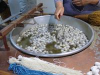 Bearbeitung der Seidenkokons