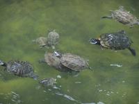 Im Festungsgraben tummeln sich die Wasserschildkröten