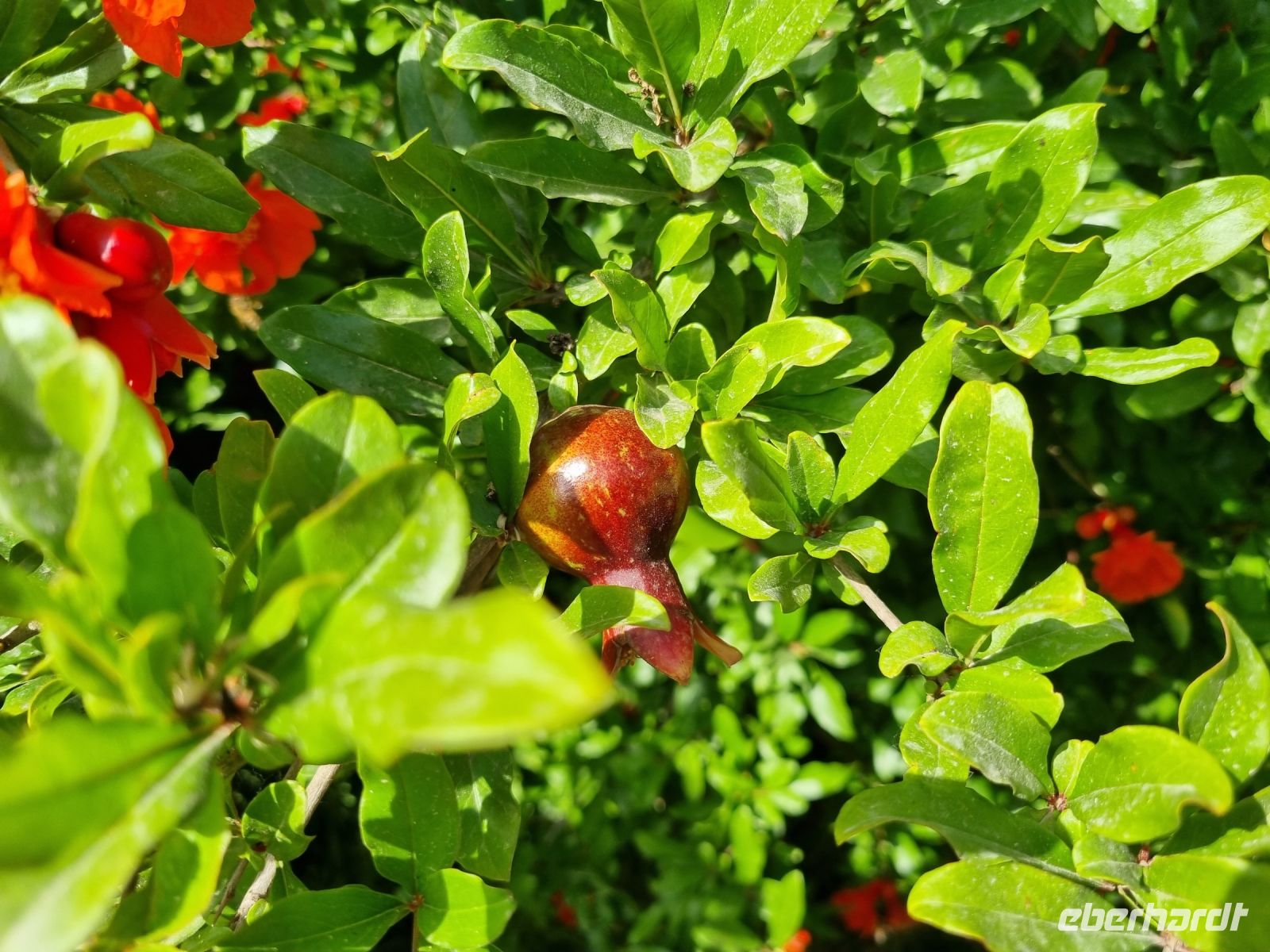 Granatapfelbaum
