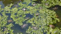 Schildkrötentümpel im Burggraben
