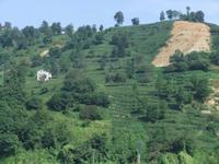 Fahrt durch die Teeregion