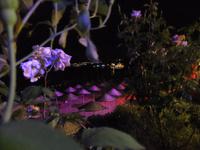 Abendstimmung am Hotel in Sinop