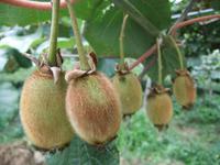 Die Kiwis werden erst im November reif sein